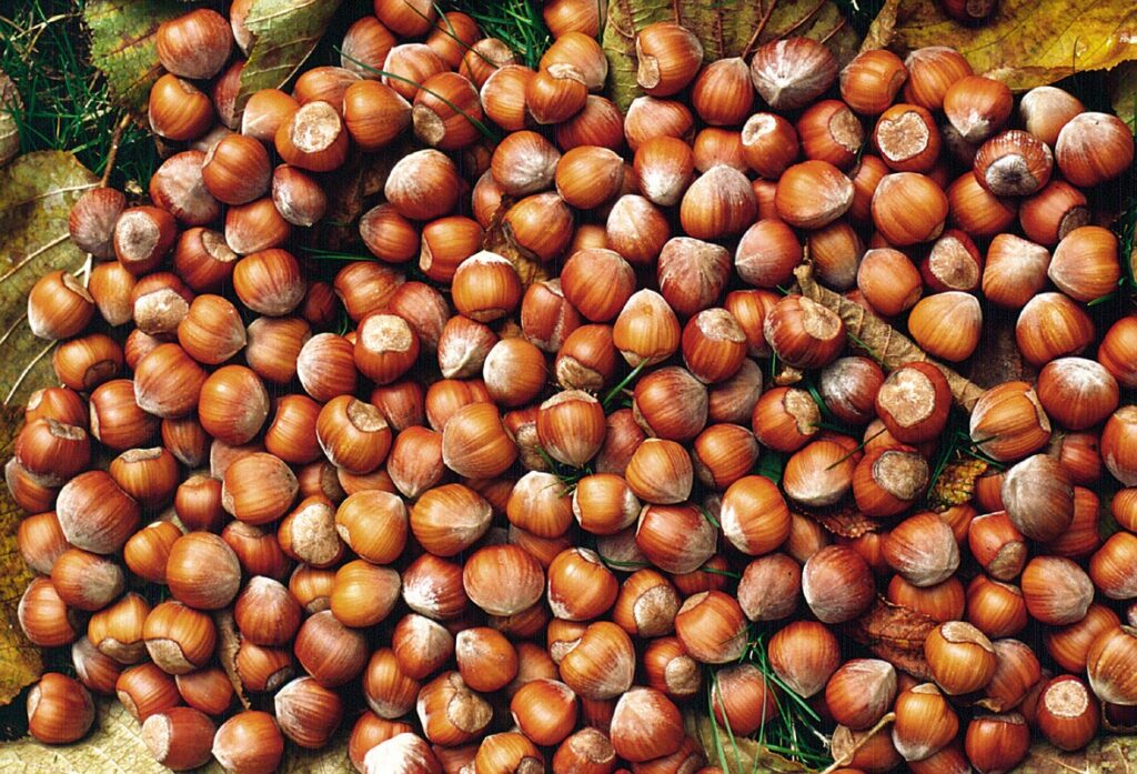 CAMPANIA ECONOMY - Frutta secca campana: arriva l’etichetta trasparente