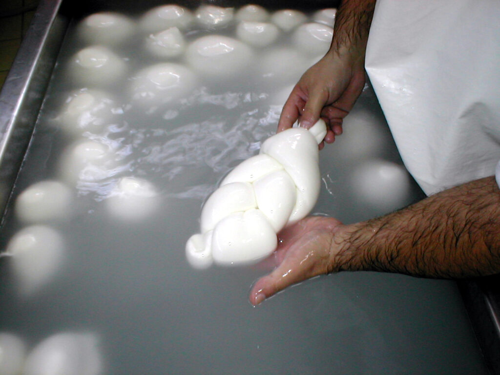 CAMPANIA ECONOMY - Filiera del latte e della mozzarella di bufala