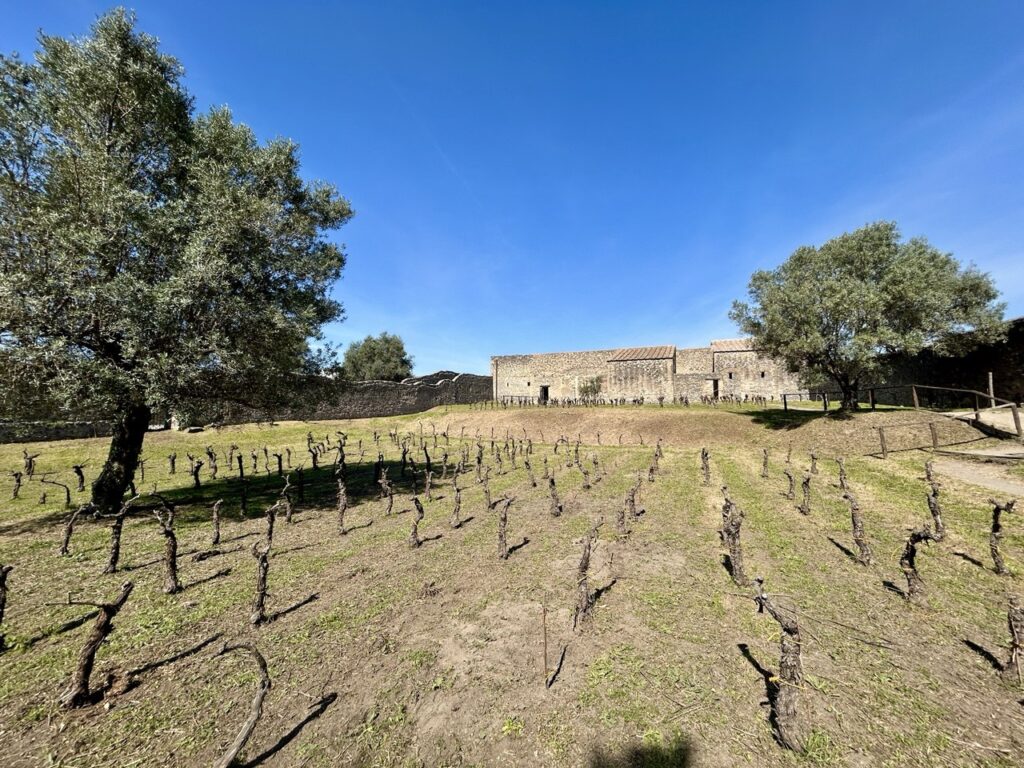 CAMPANIA ECONOMY - Pompei: viticoltura e la storia