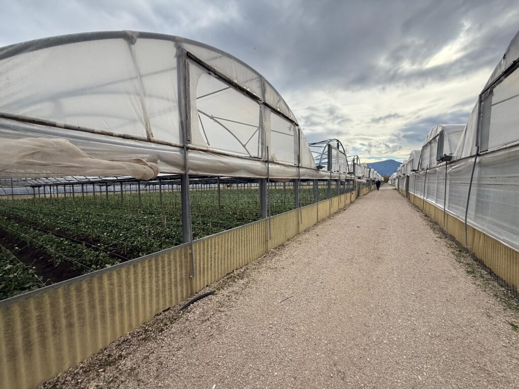 CAMPANIA ECONOMY - Giornata della desertificazione